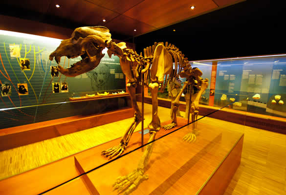 Museum Ursus Ladinicus San Cassiano